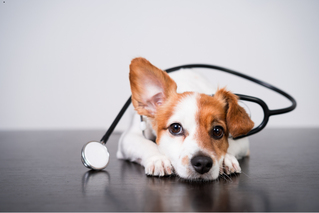 Cão sendo atendido no Alles Blau Centro Veterinário Curitiba