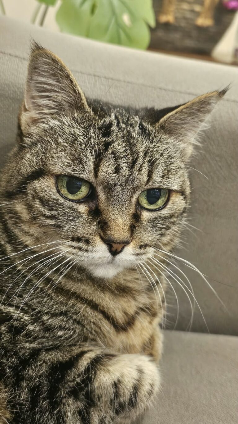Gatos escondem a dor: sinais de que algo não vai bem